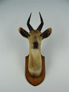 EDWARD GERRARD & SONS TAXIDERMY BUSHBUCK TROPHY HEAD